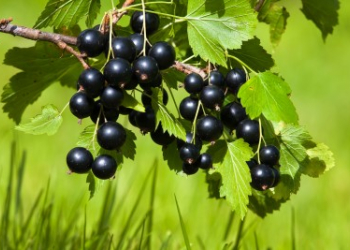 Blackcurrants