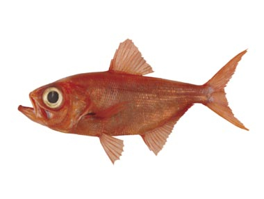 Alfonsino