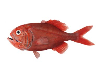 Orange Roughy