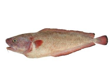 Red Cod