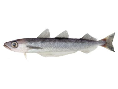 Southern Blue Whiting