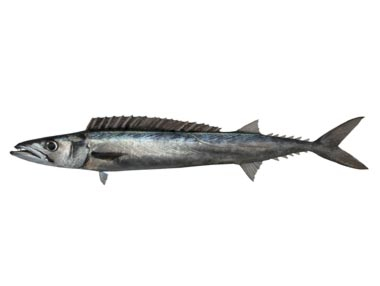 Barracouta