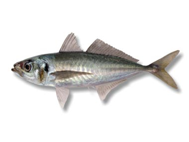 Jack Mackerel