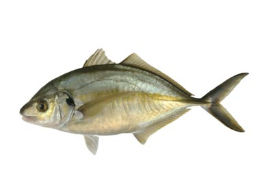 Trevally