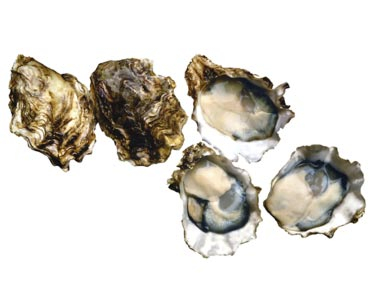 Pacific Oysters