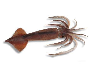 Arrow Squid